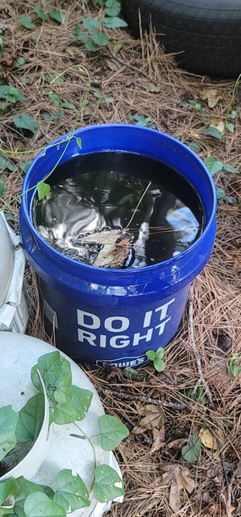 A blue bucket filled with stagnant water and debris, a common mosquito breeding site, identified by Stokes Mosquito and Pest Services in North Augusta, SC.