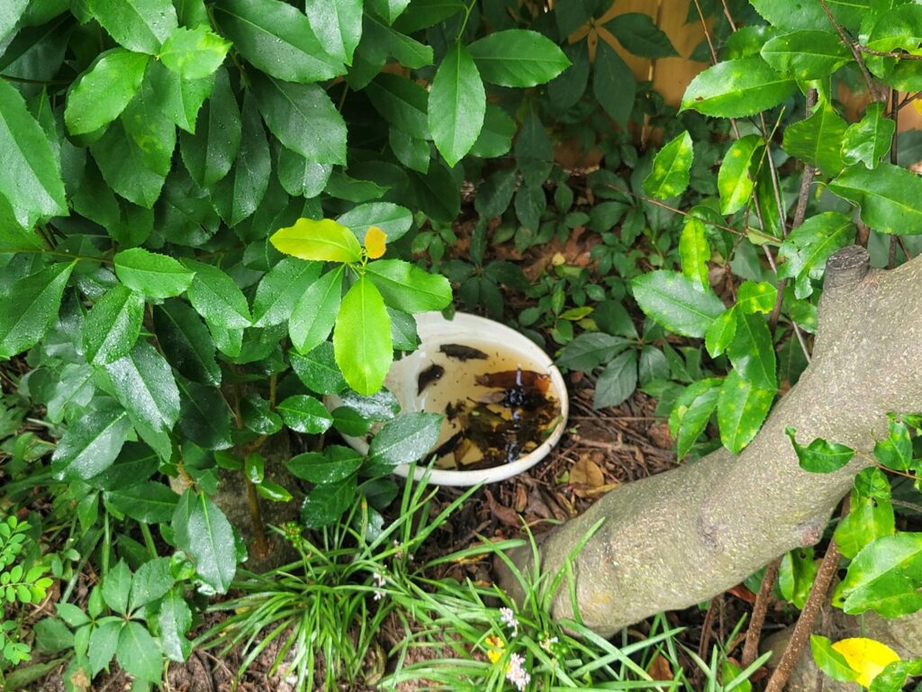 A small dish with stagnant water and leaves under a bush, a mosquito breeding site, addressed by Stokes Mosquito and Pest Services in North Augusta, SC.