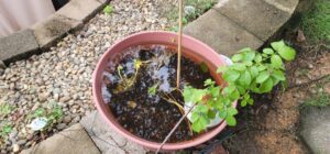 A planter pot containing stagnant water, a potential mosquito breeding area, inspected by Stokes Mosquito and Pest Services in North Augusta, SC.