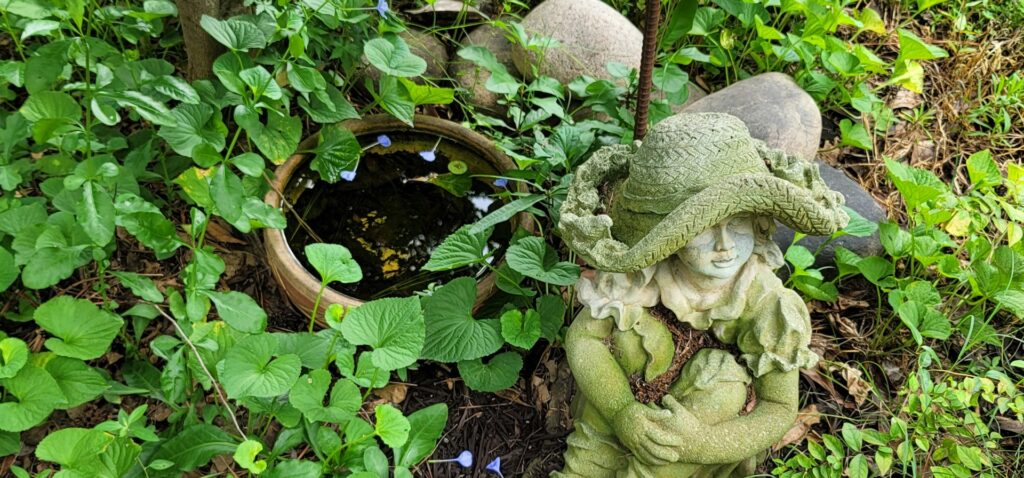 A garden pot with stagnant water, a potential mosquito breeding site, identified by Stokes Mosquito and Pest Services in North Augusta, SC.
