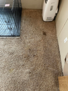 A stained brown carpet with visible dirt before professional cleaning by Nick's Carpet Cleaning in Snohomish, WA.