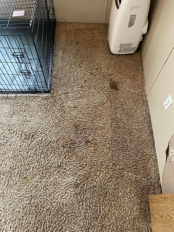 A stained brown carpet with visible dirt before professional cleaning by Nick's Carpet Cleaning in Snohomish, WA.