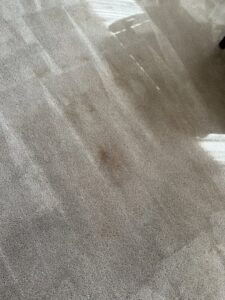 A light-colored carpet with a noticeable stain, ready for professional cleaning by Sears Carpet Cleaning in Cleveland, OH.