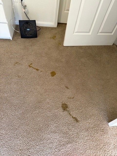 A light-colored carpet with multiple visible stains, indicating the need for professional cleaning by Bee's Dry Organic Carpet Cleaning in San Antonio, TX.