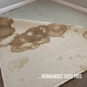 A section of carpet pulled back to reveal heavy staining on the underside, showing a need for service from Winston Salem Carpet Cleaning by Hernandez in Greensboro, NC.