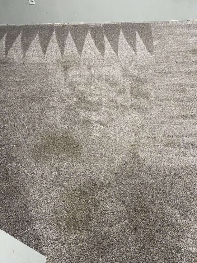 A stained carpet with a cleaning hose visible, indicating a carpet cleaning job by B of C Carpet Cleaning LLC in Idaho Falls, ID.