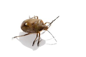 A close-up of a brown marmorated stink bug, a common pest handled by Economy Pest Control Inc in Annapolis, MD.