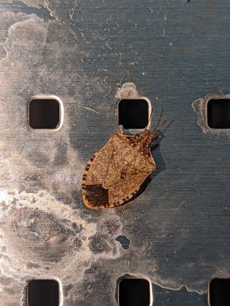 A brown marmorated stink bug resting on a perforated metal surface, a common pest managed by Grand Rapids Pest Control in Grand Rapids, MI.