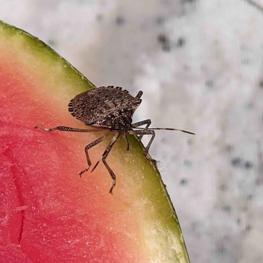 A close-up of a brown marmorated stink bug resting on a slice of watermelon, a common household pest managed by Grand Rapids Pest Control in Grand Rapids, MI.