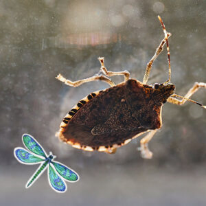 A close-up of a stink bug on a window, indicating pest control services for common household pests by All Pest of Syracuse in East Syracuse, NY.