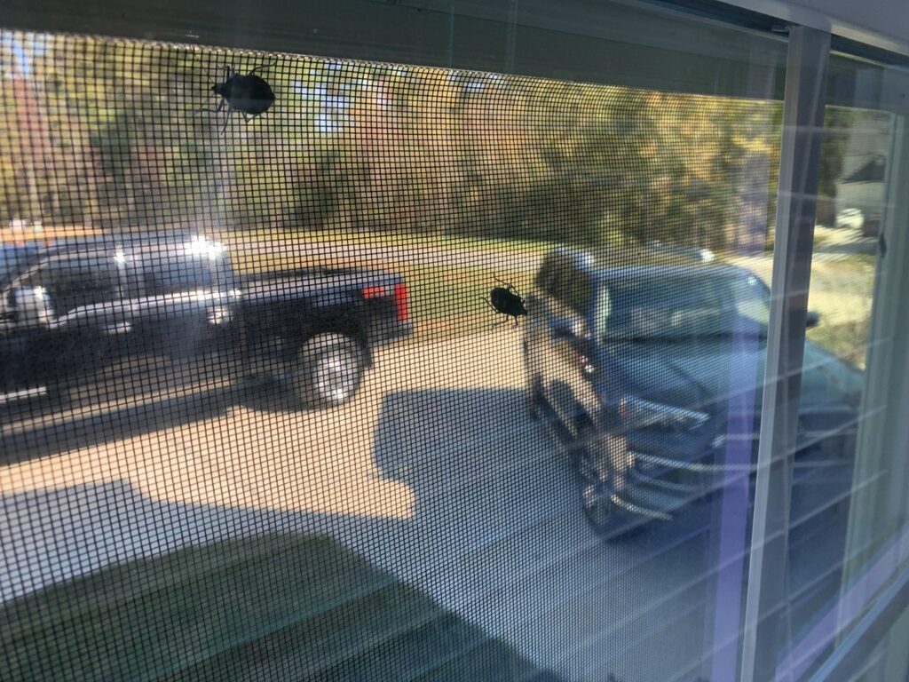 Two stink bugs visible on a window screen, indicating a pest issue for Bulwark Exterminating in Greensboro, NC.