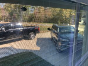 Two stink bugs visible on a window screen, indicating a pest issue for Bulwark Exterminating in Greensboro, NC.