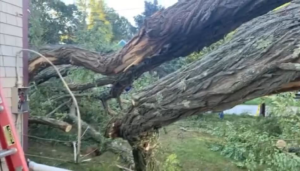 Storm damage with fallen tree branches and damaged electrical service wires, ready for repair by Kevin R Curt Electric Inc in Fall River, MA.