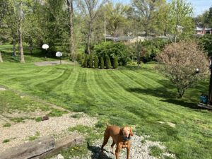 A beautifully striped backyard lawn, showcasing professional mowing services by Peek Lawn Care LLC in Windy Hills, KY.