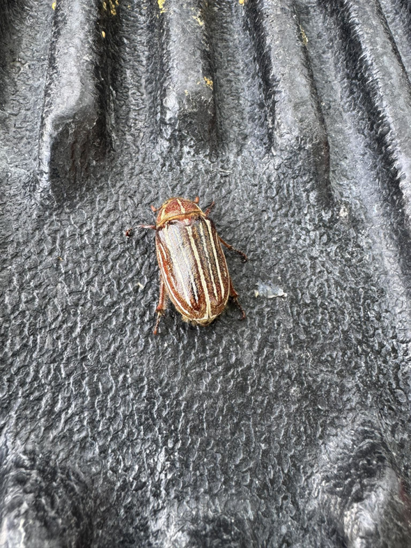 A striped beetle, a common pest, found by Garcia Pest Management in Denver, CO.