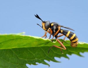 A black and yellow striped insect on a green leaf, for pest identification by Omaha Pest Control, Inc. in Omaha, NE.