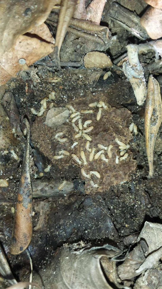 Subterranean termites visible on organic matter in soil, a common pest issue addressed by Vital Pest Solutions in San Marcos, CA