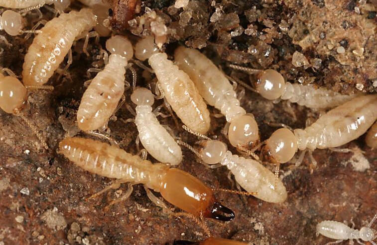 A close-up view of subterranean termites, indicating an infestation managed by Laser Pest Management, Inc. in Eudora, KS.