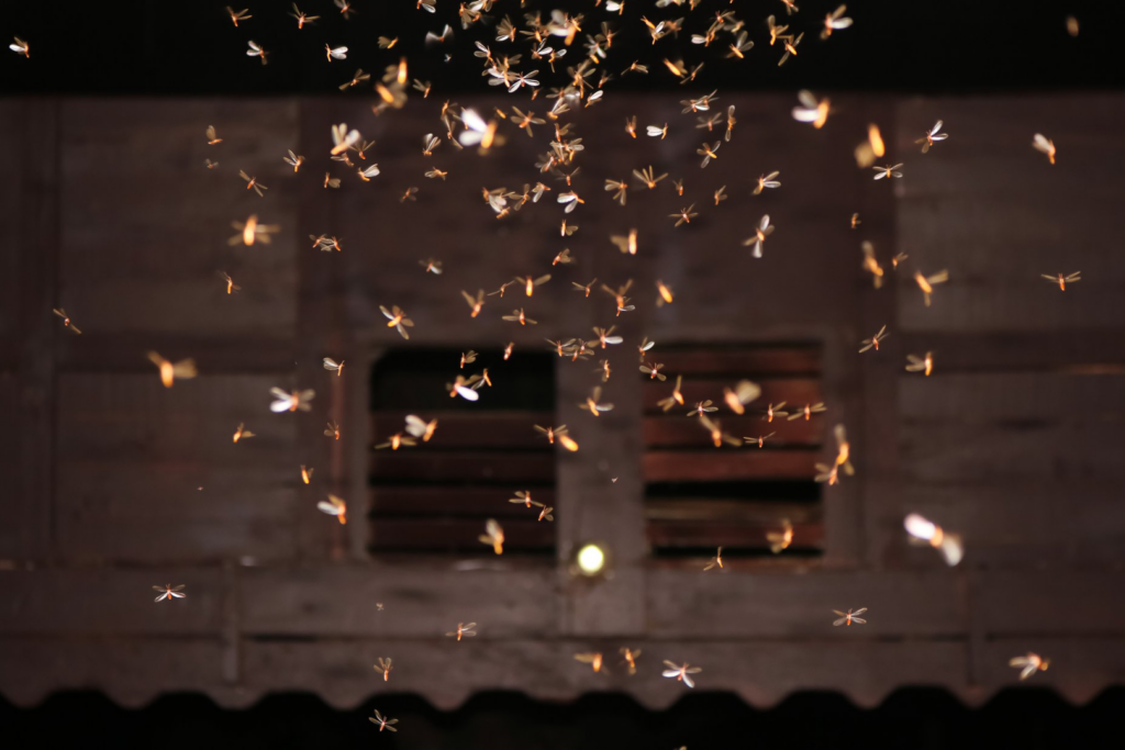 A large swarm of flying termites or other insects illuminated at night, indicating a pest problem for Stewarts Pest Control Perth, WA.