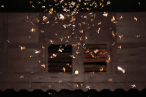 A large swarm of flying termites or other insects illuminated at night, indicating a pest problem for Stewarts Pest Control Perth, WA.