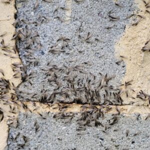 A close-up of numerous swarming termites on a textured wall, indicating a serious infestation requiring termite control from Pest In Class Exterminating in Johnson City, TN.
