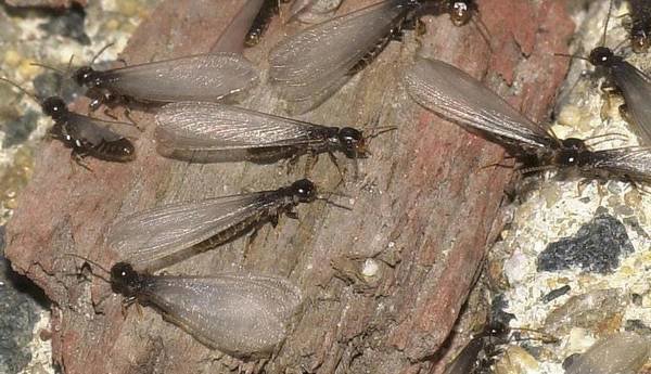 Swarming termites with wings on a surface, indicating a termite infestation addressed by Pros In Control Pest Services in Jersey City, NJ.