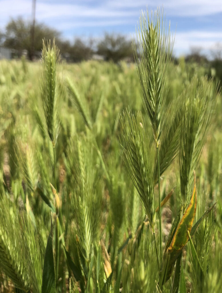 A field of tall green weeds, a common target for weed control services from Horizon Pest Control in Carlsbad, NM.