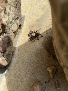 A tarantula crawling on a concrete surface, representing a wildlife pest control concern for The Pest Detective in Cleveland, OH.
