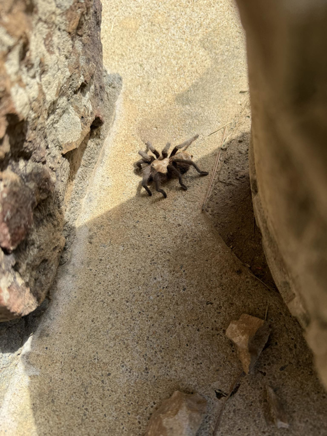 A tarantula crawling on a concrete surface, representing a wildlife pest control concern for The Pest Detective in Cleveland, OH.