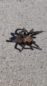 A large tarantula on concrete pavement, representing a pest that Epson Pest Control handles in El Paso, TX.