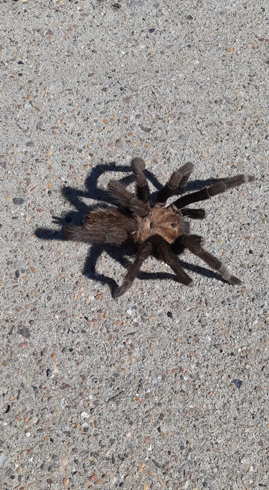 A large tarantula on concrete pavement, representing a pest that Epson Pest Control handles in El Paso, TX.