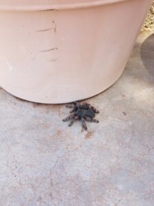 A tarantula next to a pot, a type of wildlife handled by Reliable pest control solutions in Hannibal, MO