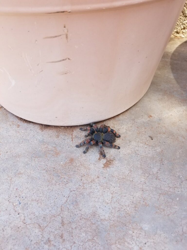 A tarantula next to a pot, a type of wildlife handled by Reliable pest control solutions in Hannibal, MO