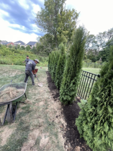 The King Lawn Care team planting new evergreen trees in a garden bed in Alexandria, VA.