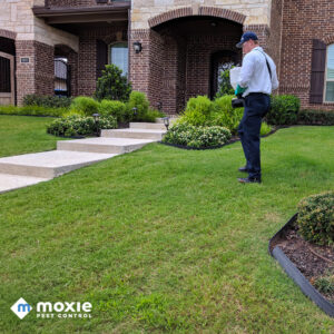 A Moxie Pest Control Bentonville technician applying granular pest treatment to a lawn in Springdale, AR.