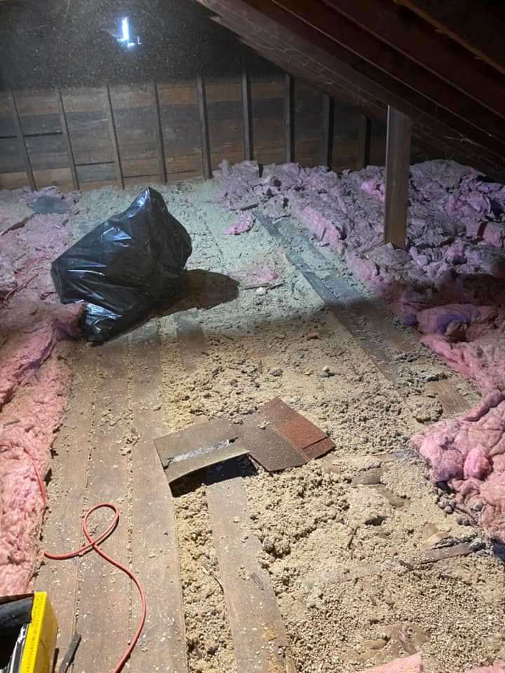 A technician performing a wildlife cleanout in an attic with a vacuum hose for Eagles Eye Wildlife in Waterbury, CT.
