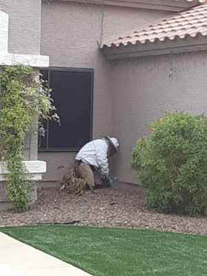 A pest control technician in a protective bee suit working near a house foundation, performing bee removal for Bernard's Pest in Glendale, AZ.