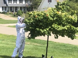 A technician in a bee suit working on a small tree to remove a bee or wasp nest for Antix Pest Control in Canton, OH.
