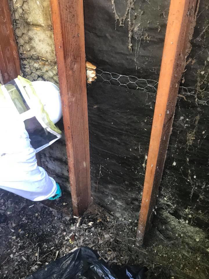 A pest control technician cleaning up the area after a bee hive removal by Benchmark Pest Control in Bakersfield, CA.