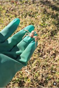 A technician's gloved hand holding a spider, demonstrating pest control work by Dedicated Pest Control in Scottsdale, AZ.