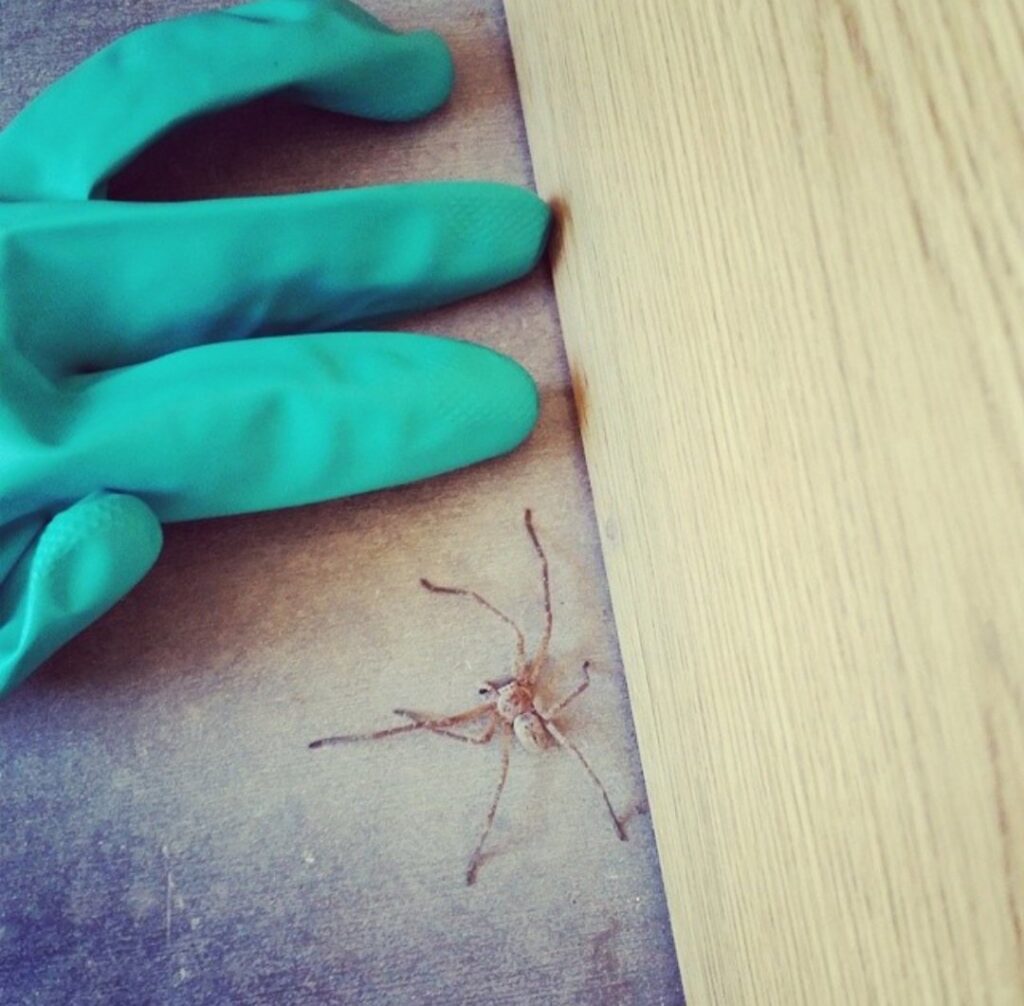A technician's gloved hand next to a spider on a wooden surface, showing pest control by Dedicated Pest Control in Scottsdale, AZ.