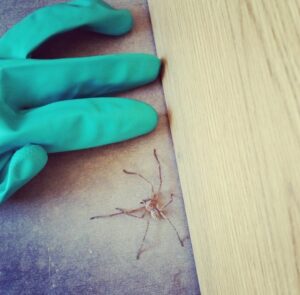 A technician's gloved hand next to a spider on a wooden surface, showing pest control by Dedicated Pest Control in Scottsdale, AZ.