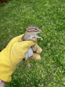 A technician safely holding a baby chipmunk for Defender Wildlife & Pest Control in Rogers, AR.