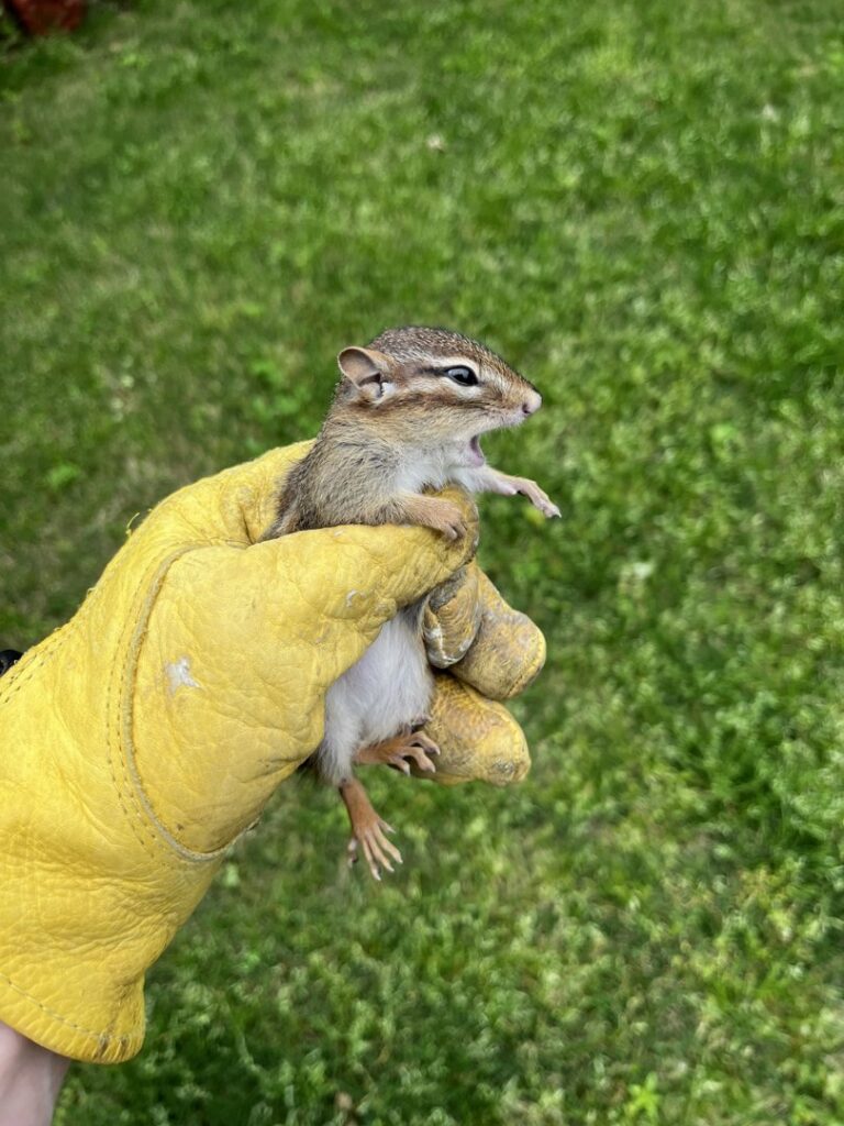 A technician safely holding a baby chipmunk for Defender Wildlife & Pest Control in Rogers, AR.