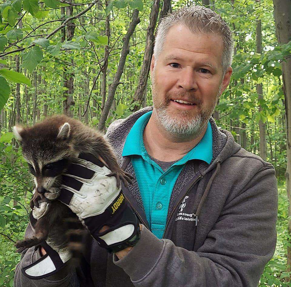 A technician safely holding a baby raccoon for humane relocation by Armstrong's Wildlife Solutions in Rochester, NY.