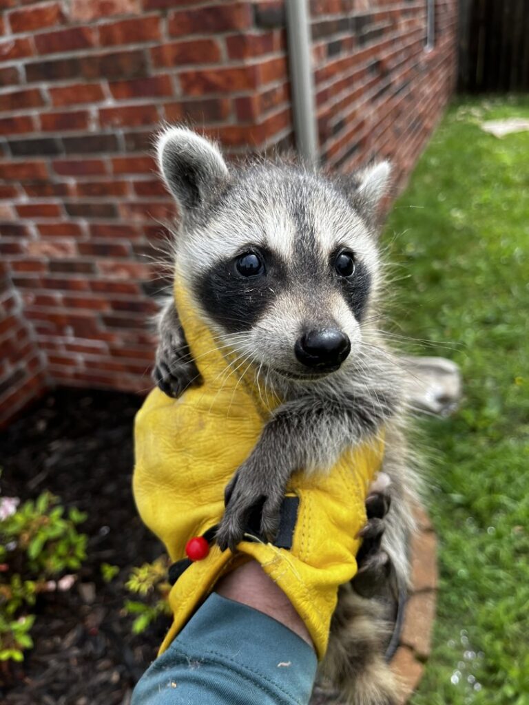 A technician safely holding a baby raccoon for Defender Wildlife & Pest Control in Rogers, AR.