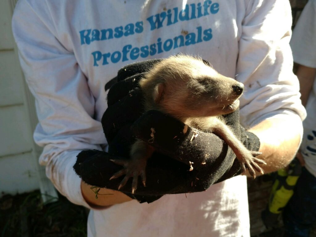 A Kansas Wildlife Pros technician wearing gloves and holding a baby raccoon in Wichita, KS.