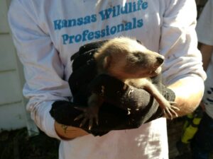 A Kansas Wildlife Pros technician wearing gloves and holding a baby raccoon in Wichita, KS.