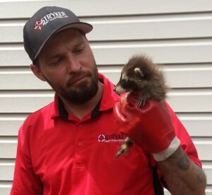A Stryker Pest Control LLC technician in Columbus, OH, wearing a company shirt and hat, holding a rescued baby raccoon.