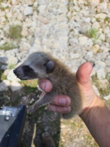 A technician humanely holding a baby raccoon during a wildlife removal service by CARE PEST PROS in Austin, TX.